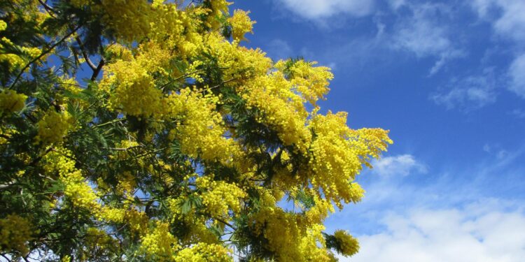 La mimosa e la donna.