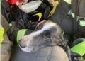 Cane meticcio per undici giorni intrappolato