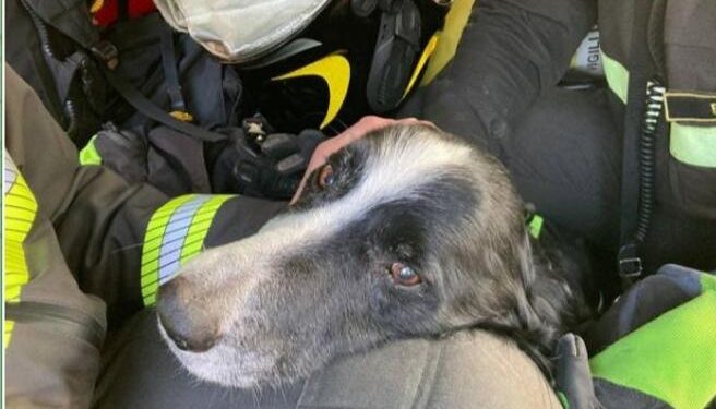 Cane meticcio per undici giorni intrappolato