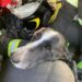 Cane meticcio per undici giorni intrappolato