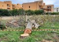 A Monopoli continua lo scempio degli alberi. E il verde pubblico in mano ai privati.