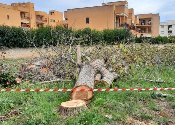 A Monopoli continua lo scempio degli alberi. E il verde pubblico in mano ai privati.