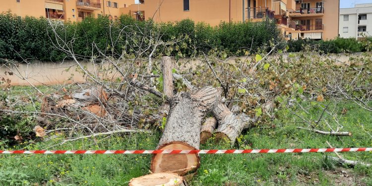A Monopoli continua lo scempio degli alberi. E il verde pubblico in mano ai privati.