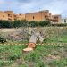 A Monopoli continua lo scempio degli alberi. E il verde pubblico in mano ai privati.